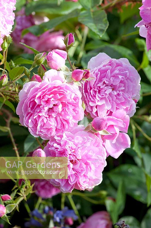 Rose anglaise, Rosa Harlow Carr 