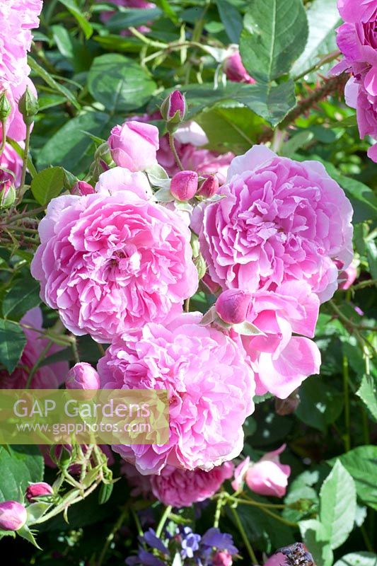Rose anglaise, Rosa Harlow Carr 