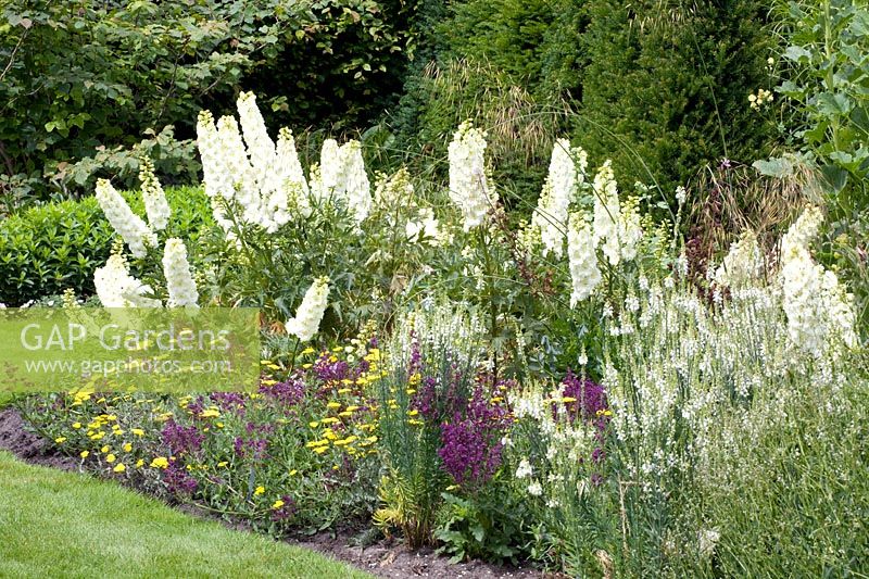 Delphinium cultorum Sungleam,Stachys byzantina,Linaria purpurea Springside White,Achillea clypeolata Moonshine 