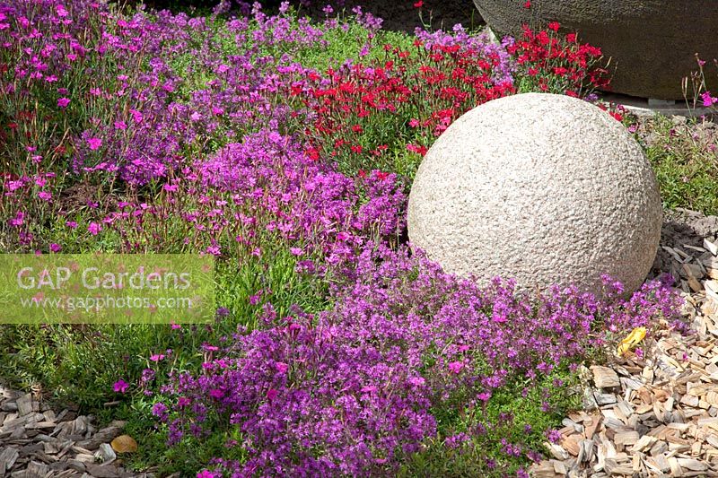Girofles et thym comme couvre-sol, dianthus, thymus 