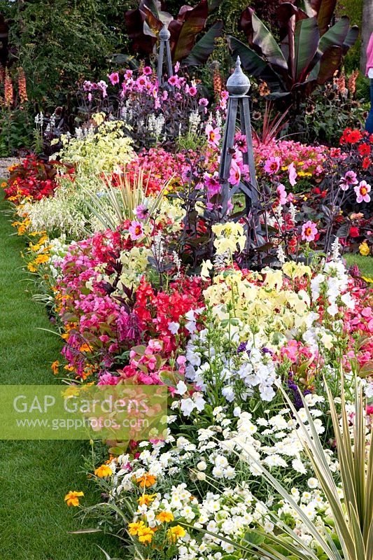 Lit coloré avec plantes annuelles, Dahlia Bishop of Auckland, Begonia, Penstemon, Campanula 