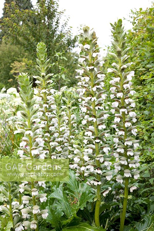 Berce du Caucase à fleurs blanches, Acanthus mollis Rue Lédan 
