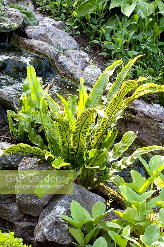 Fougère langue de cerf sur un ruisseau, Asplenium scolopendrium 