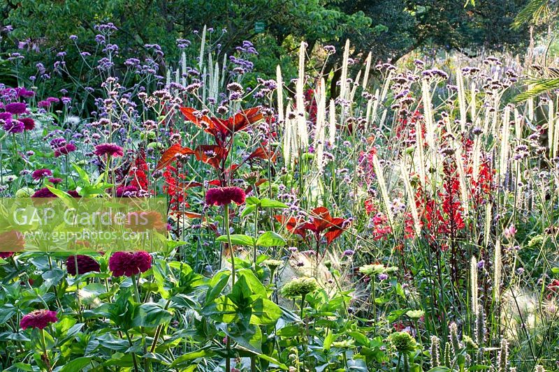 Verveine bonariensis, Pennisetum macrourum, Lobelia fulgens Red Tower, Zinnia elegans Lime, Pennisetum villosum, Zinnia elegans Royal Purple, Zinnia elegans Benarys Giant Wine Red, Tanacetum parthenium Tetra White 