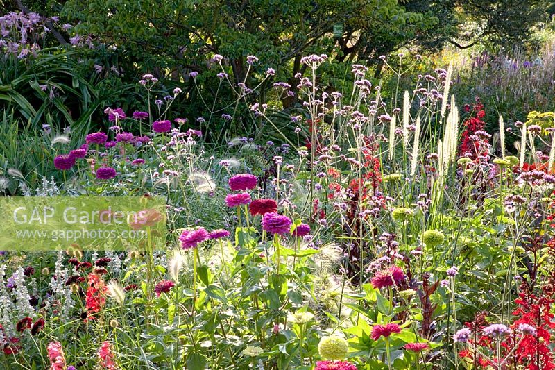 Verveine bonariensis, Pennisetum macrourum, Lobelia fulgens Red Tower, Zinnia elegans Lime, Pennisetum villosum, Zinnia elegans Royal Purple, Zinnia elegans Benary's Giant Wine Red, Tanacetum parthenium Tetra White 