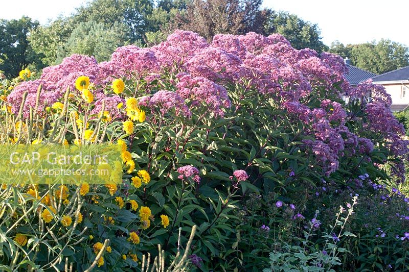 Sauvagine et tournesol vivace, Helianthus decapetalus Soleil d'Or, Eupatorium fistulosum Glutball 