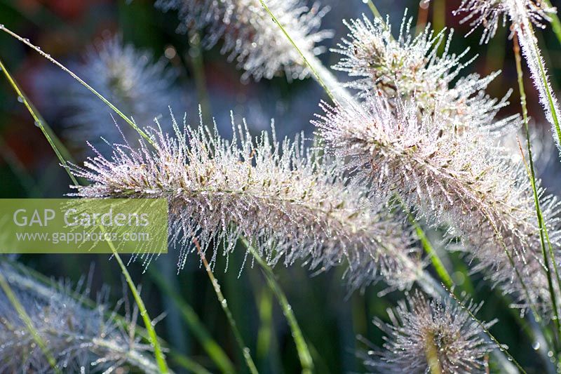 Penninegrass, Pennisetum alopecuroides Hameln 