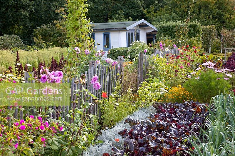 Jardin de chalet avec Dahlia, Allium porrum, Beta vulgaris 