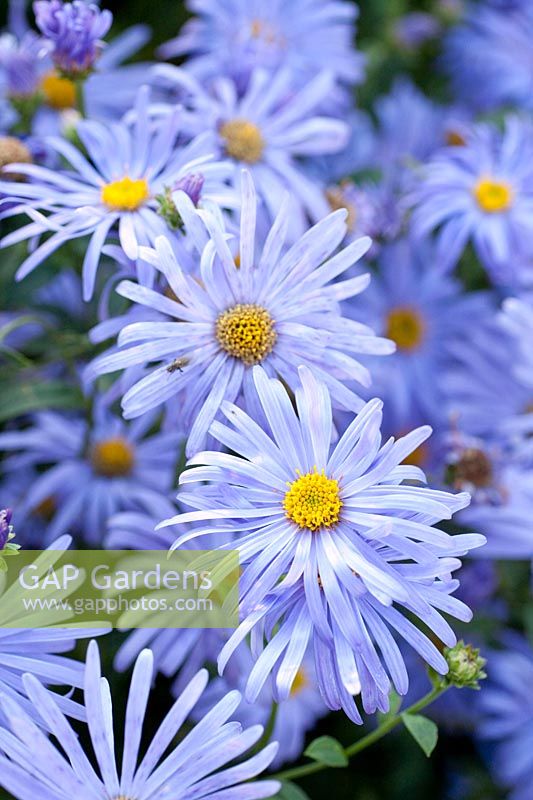 Aster thompsonii 