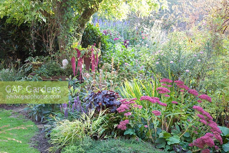 Jardin d'automne, Sedum Herbstfreude, Heuchera, Aster, Liriope muscari 