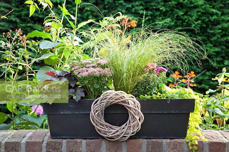 Coffret avec Carex, Aster, Sedum, Heuchera 