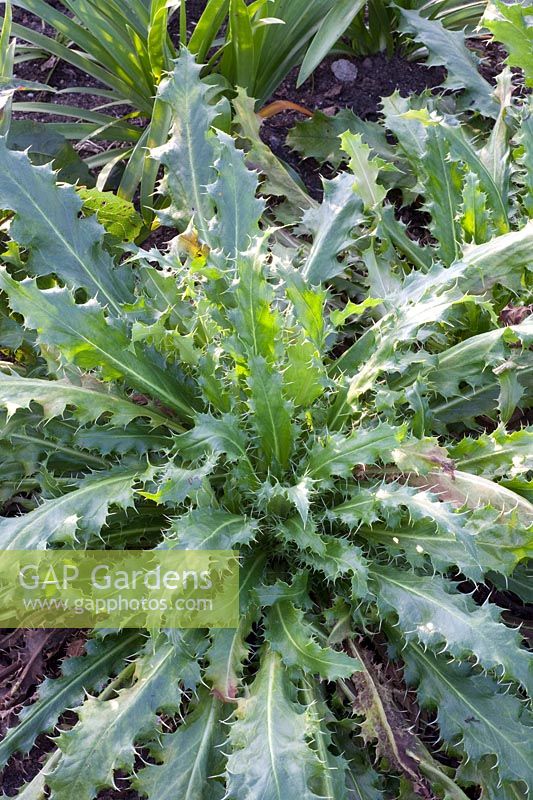 Chardon des steppes, Morina longifolia 