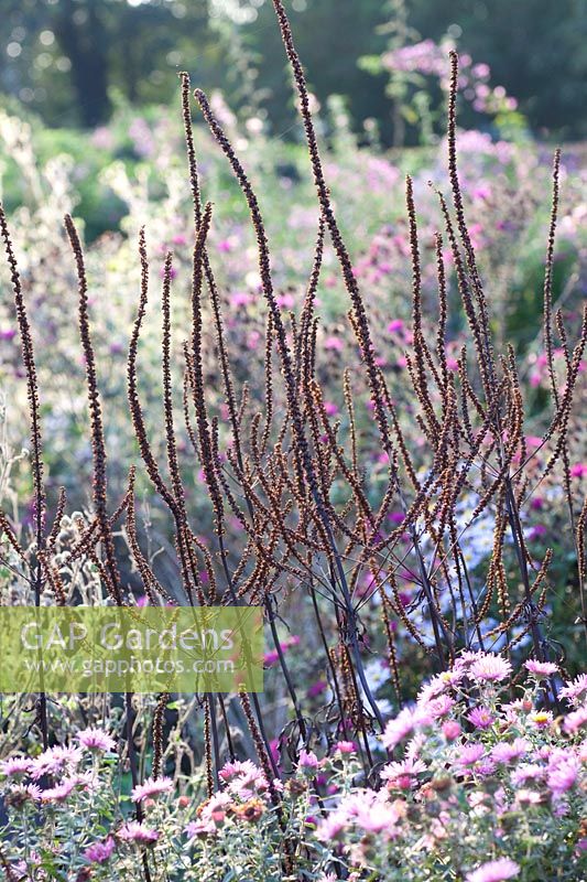 Stand de graines de portrait au candélabre speedwell, tour de lavande Veronicastrum virginicum 