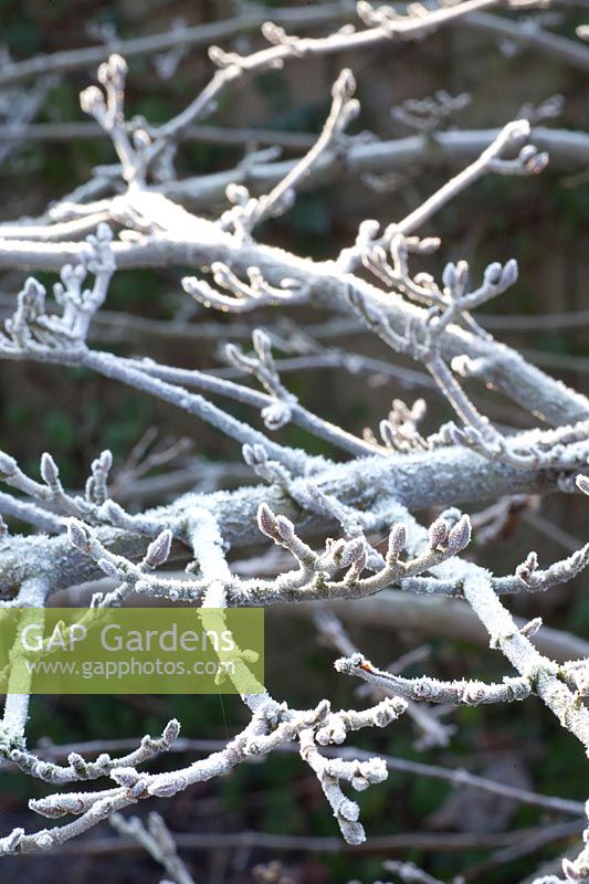 Branches de viorne en gelée, Viburnum plicatum Cascade 