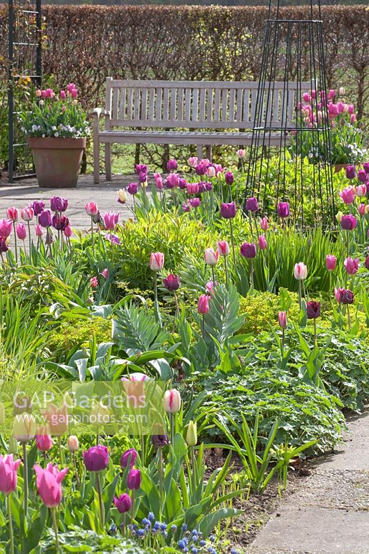 Lit avec tulipes et plantes vivaces, Tulipa Jazz, Tulipa Victoria's Secret, Tulipa Elegant Lady, Tulipa China Pink, Tulipa Playgirl 