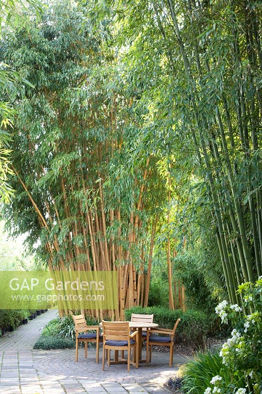 Siège devant le bambou, Phyllostachys vivax Aureocaulis, Phyllostachys atrovaginata 