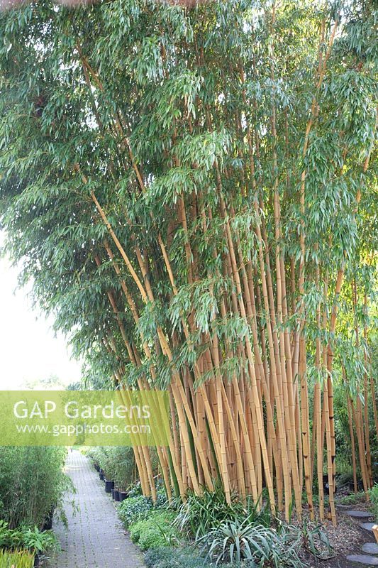 Bambou, Phyllostachys vivax Aureocaulis 