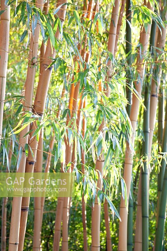 Bambou, Phyllostachys vivax Aureocaulis 