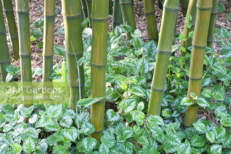 Bambou, Phyllostachys parvifolia, Lamium galeobdolon 