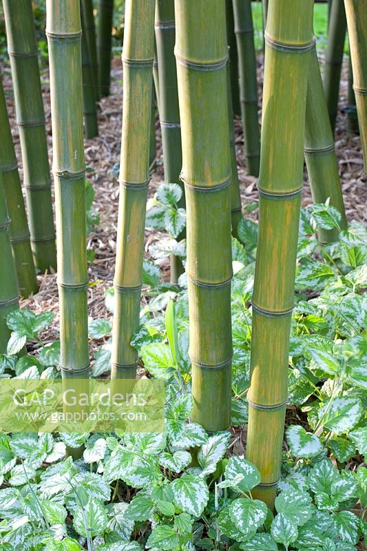 Bambou, Phyllostachys parvifolia, Lamium galeobdolon 