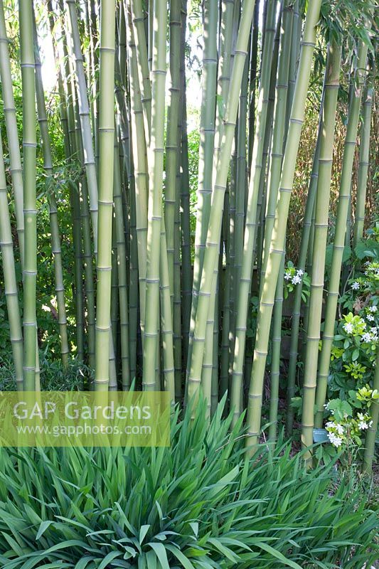 Bambou, Phyllostachys atrovaginata 