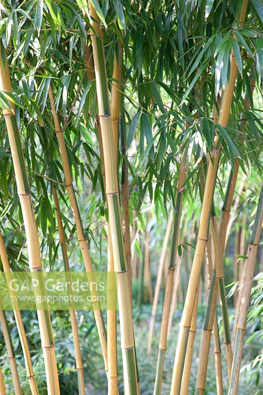 Bambou, Phyllostachys vivax Huanwenzhu-inversa 