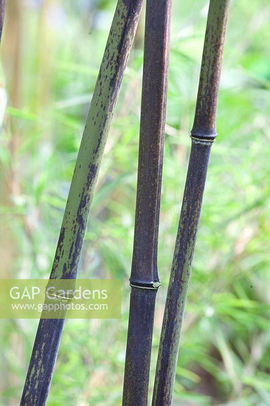 Bambou, Phyllostachys nigra Hale 