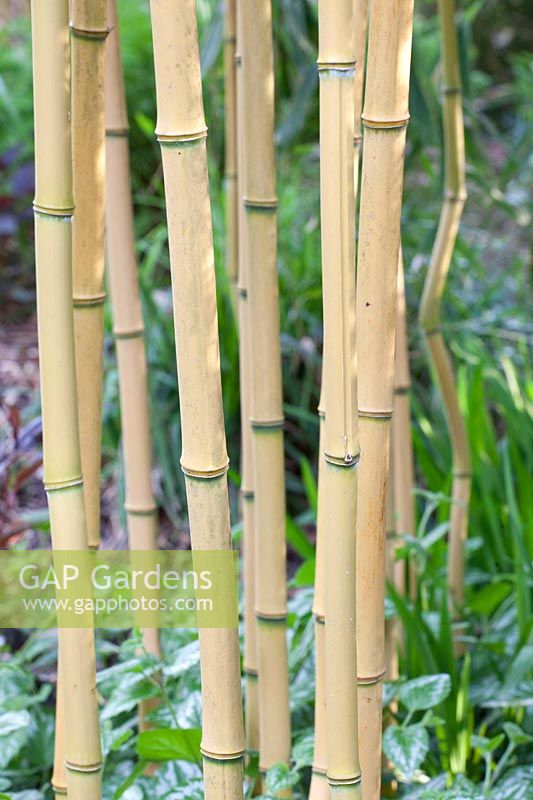 Bambou portrait, Phyllostachys aureosulcata Aureocaulis 