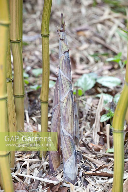 Pousse de bambou portrait, Phyllostachys aureosulcata Harbin-inversa 