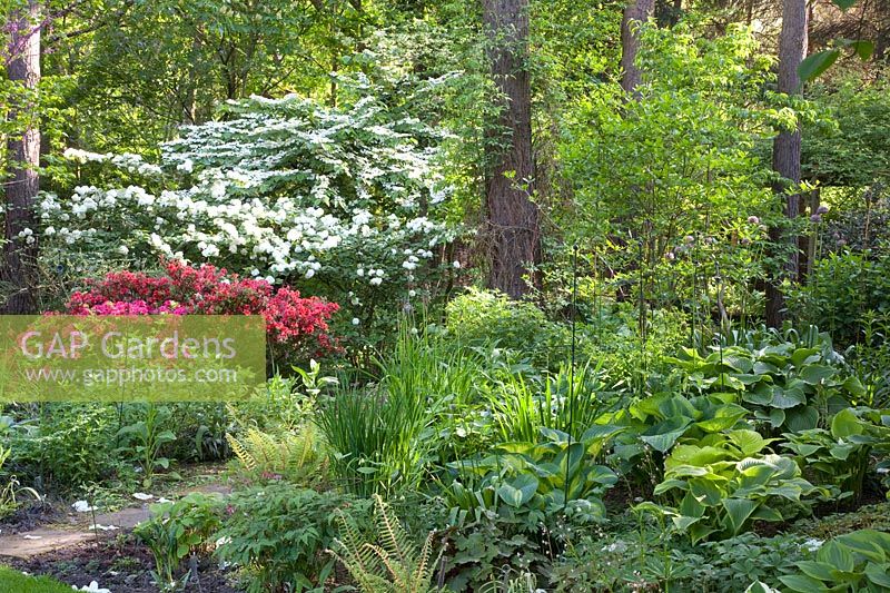Jardin forestier avec azalée, rhododendron, Viburnum plicatum Mariesii, Viburnum rotundifolium, Hosta 