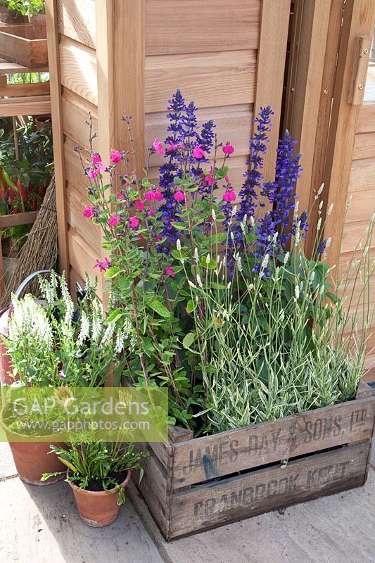 Vivaces en caisse bois, Salvia, Lavandula 