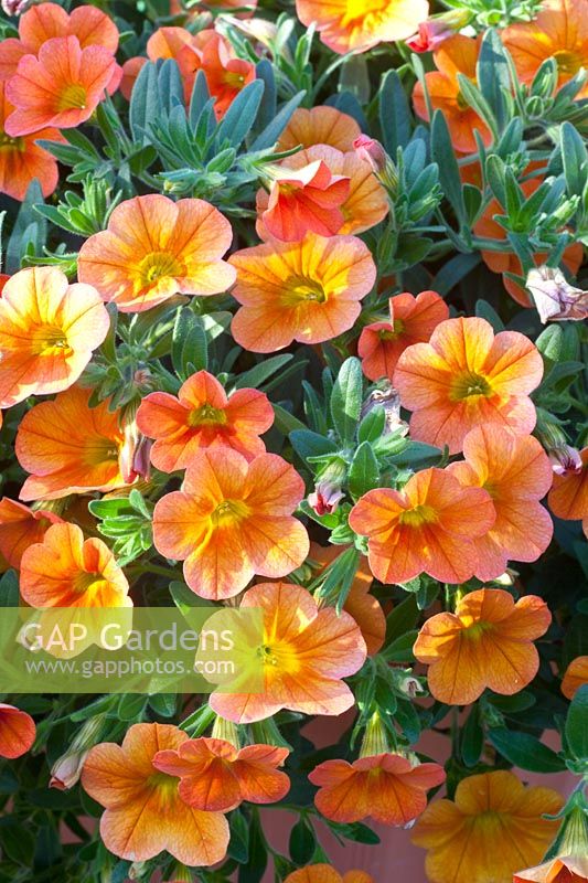 Cloches magiques, Calibrachoa Calita Trio 