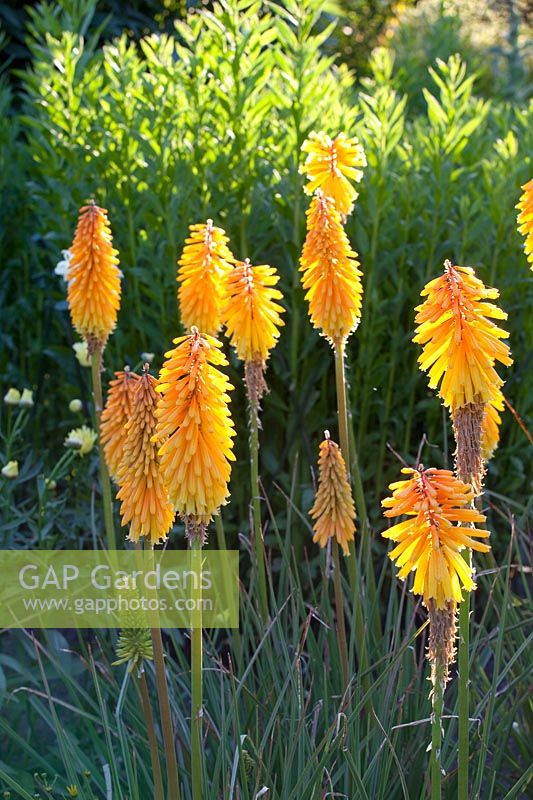 Poartrait Torch Lily, Kniphofia Drummore Abricot 