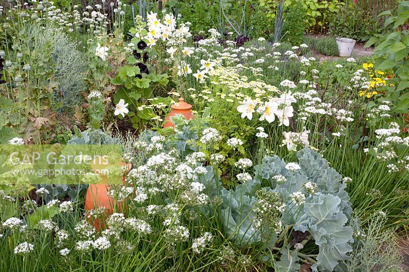 Jardin de chalet avec légumes et herbes, Allium tuberosum, Lilium regale, Crambe maritima 