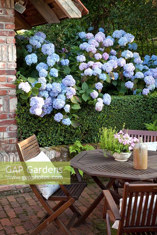 Terrasse dans le jardin, Hydrangea macrophylla Endless Summer 