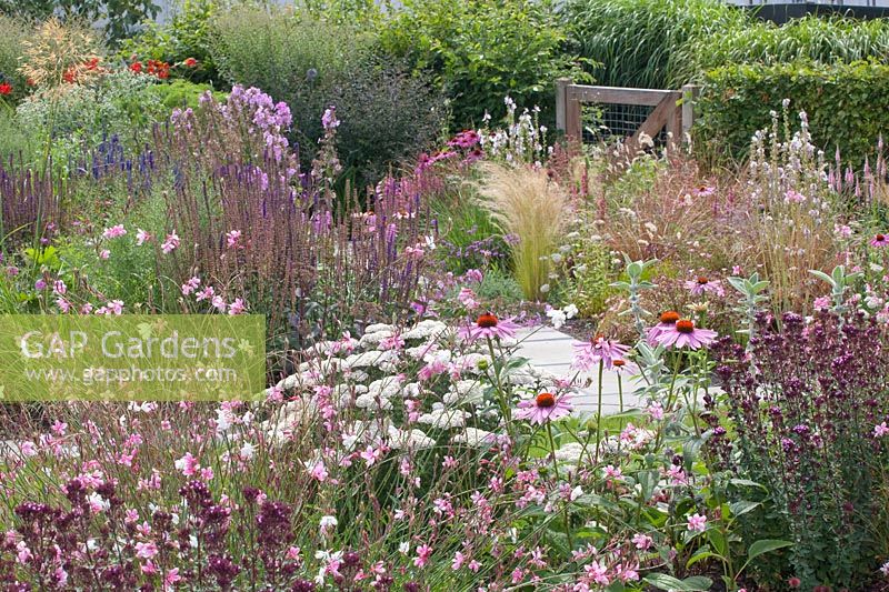 Origanum laevigatum Rose Dome, Echinacea purpurea, Gaura lindheimeri Siskiyou Pink, Achillea millefolium Apple Blossom 