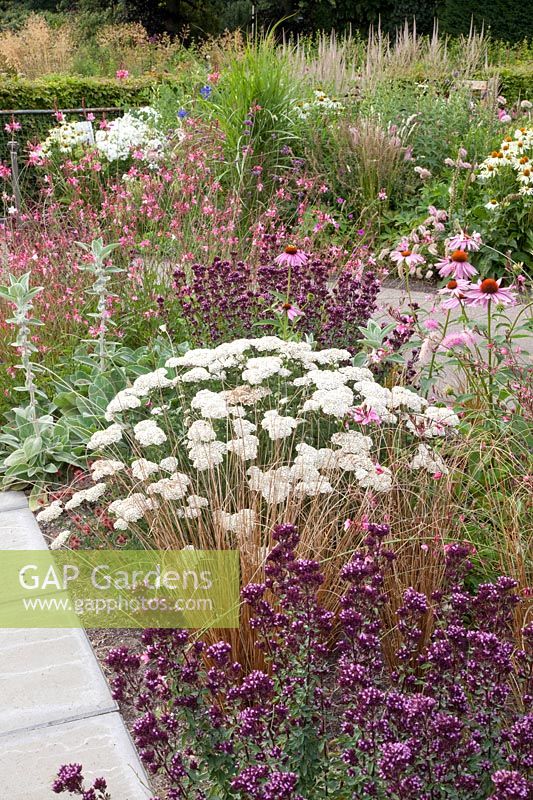 Origanum laevigatum Rose Dome, Echinacea purpurea, Gaura lindheimeri Siskiyou Pink, Achillea millefolium Apple Blossom 