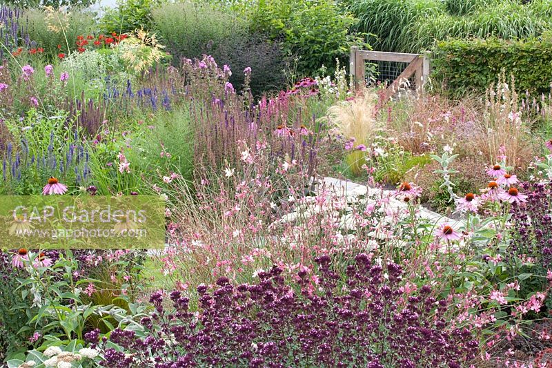 Origanum laevigatum Rose Dome, Echinacea purpurea, Gaura lindheimeri Siskiyou Pink, Achillea millefolium Apple Blossom 