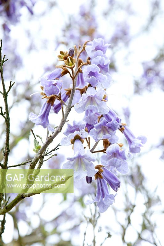 Jacinthe des bois en fleurs, Paulownia tomentosa 