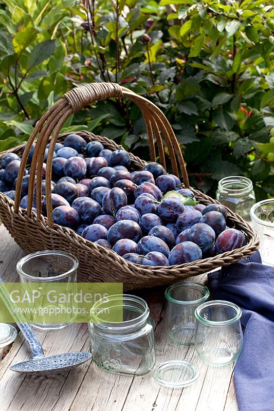 Récolte de prunes nature morte, Prunus domestica Cacaks Schoene 