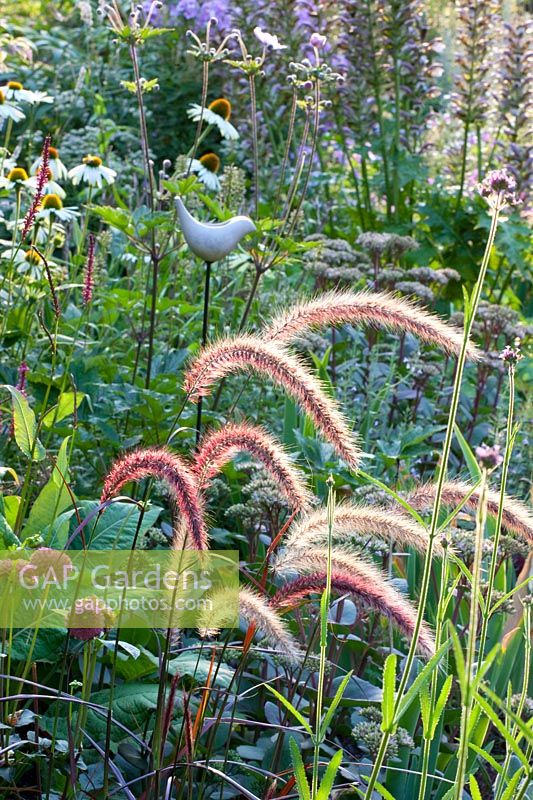 Lit de plantes vivaces et de graminées, Echinacea purpurea White Swan, Persicaria amplexicaule Firedance, Pennisetum setaceum Rubrum, Dahlia Jowey Winnie 