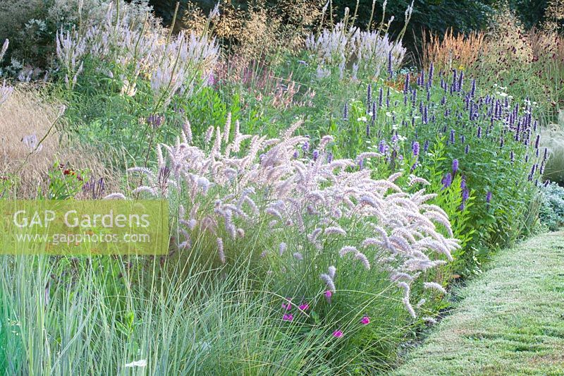 Lit de plantes vivaces et de graminées, Pennisetum orientale Karley Rose, Agastache rugosa Black Adder, Veronicastrum virginicum Lavender Tower 