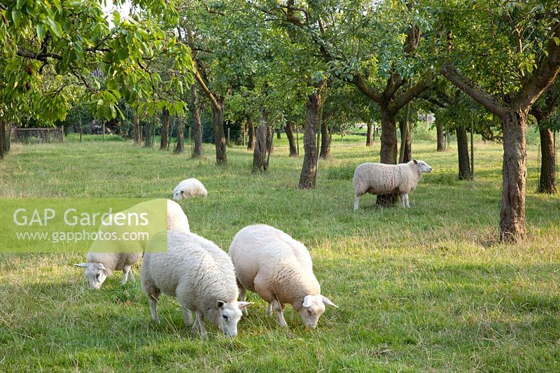 Pâturage avec des moutons plus rapides sous les pruniers, Prunus domestica 