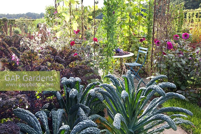 Chou de palme et chou frisé dans le jardin d'automne avec sièges, Brassica oleracea Redbor, Brassica oleracea Nero di Toscana 