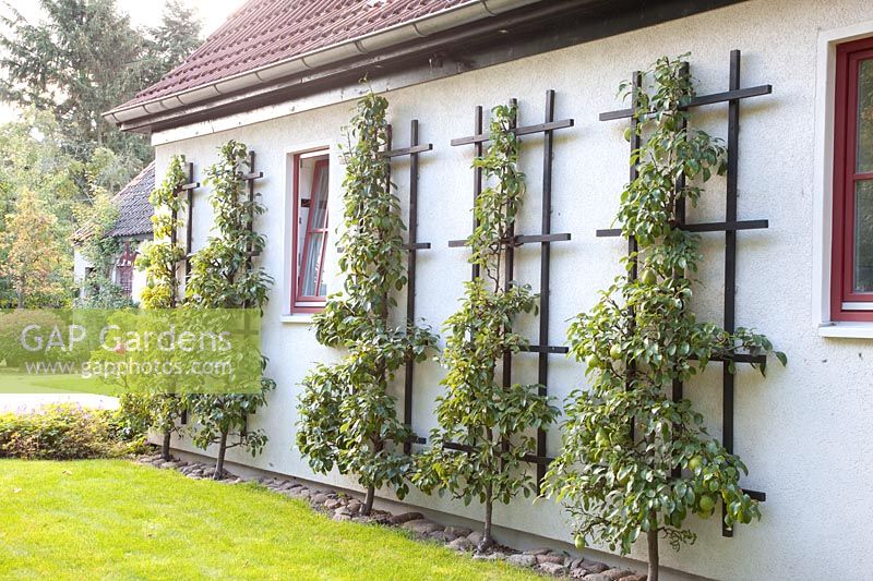 Poire Espalier sur le mur de la maison, Pyrus communis 