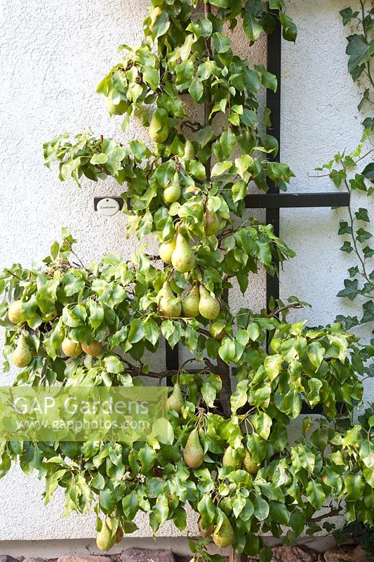 Poire Espalier, Pyrus communis Conférence 