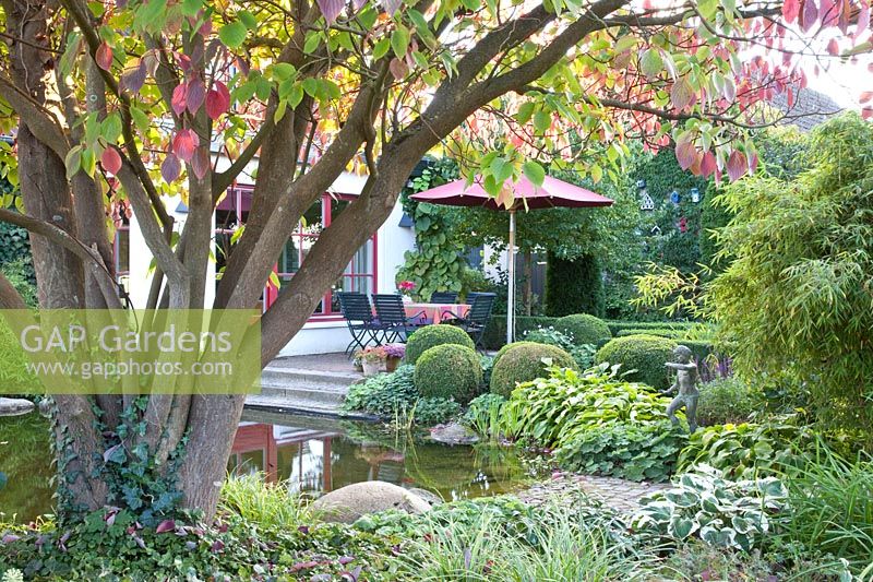 Jardin d'automne avec cornouiller pagode, Cornus controversa 