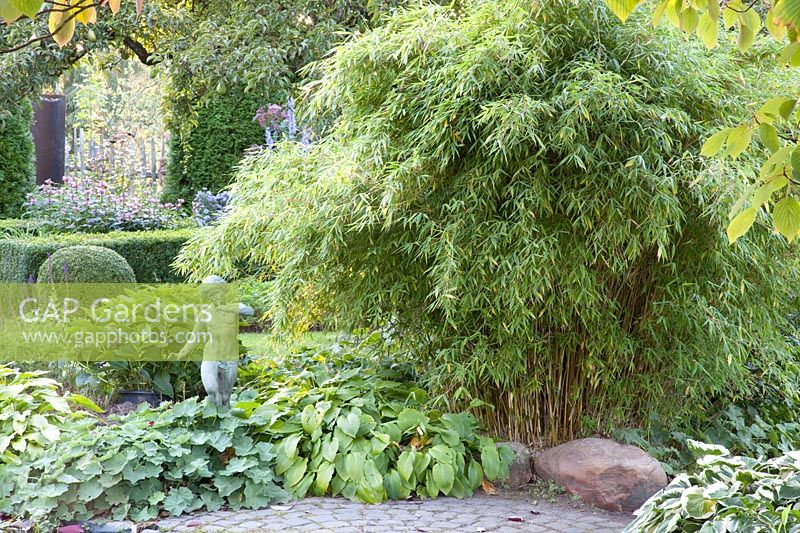 Lit avec bambou et hostas, Fargesia murielae Simba, Hosta 