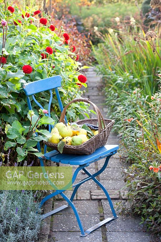 Jardin d'automne avec coings dans un panier sur une chaise, Cydonia oblonga 