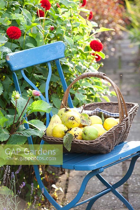 Jardin d'automne avec coings dans un panier sur une chaise, Cydonia oblonga 